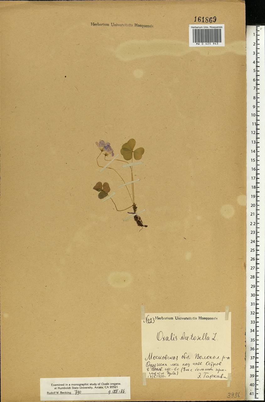 Oxalis acetosella L., Eastern Europe, Moscow region (E4a) (Russia)