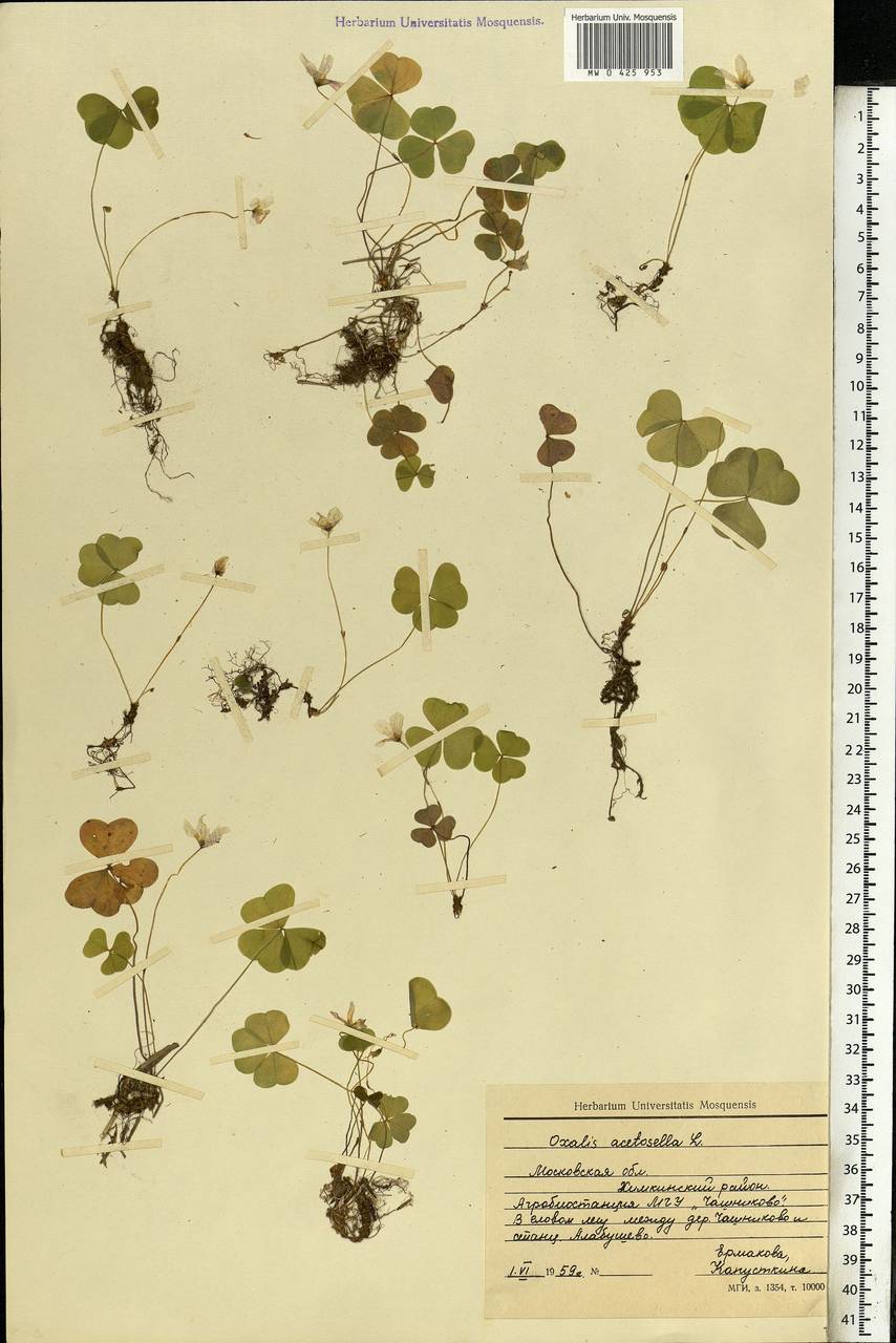 Oxalis acetosella L., Eastern Europe, Moscow region (E4a) (Russia)