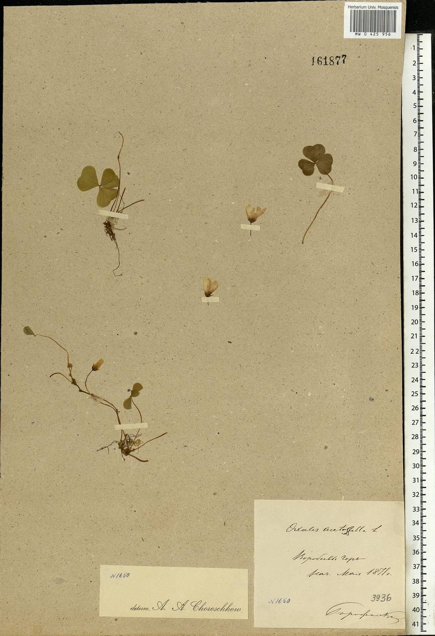 Oxalis acetosella L., Eastern Europe, Moscow region (E4a) (Russia)