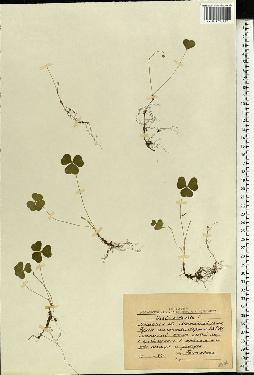 Oxalis acetosella L., Eastern Europe, Moscow region (E4a) (Russia)