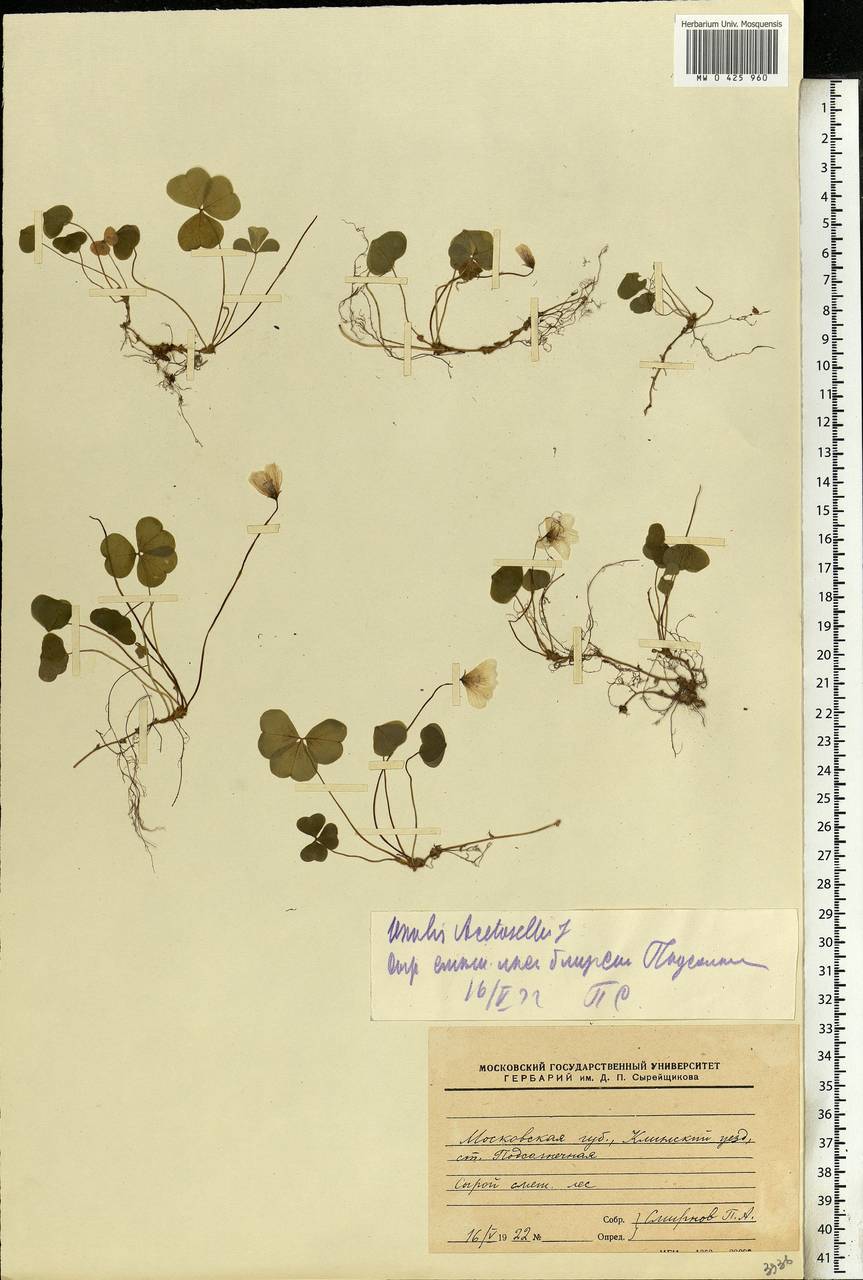 Oxalis acetosella L., Eastern Europe, Moscow region (E4a) (Russia)