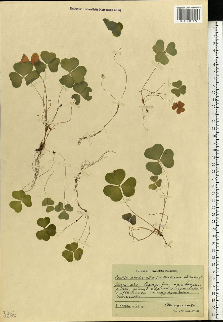 Oxalis acetosella L., Eastern Europe, Moscow region (E4a) (Russia)