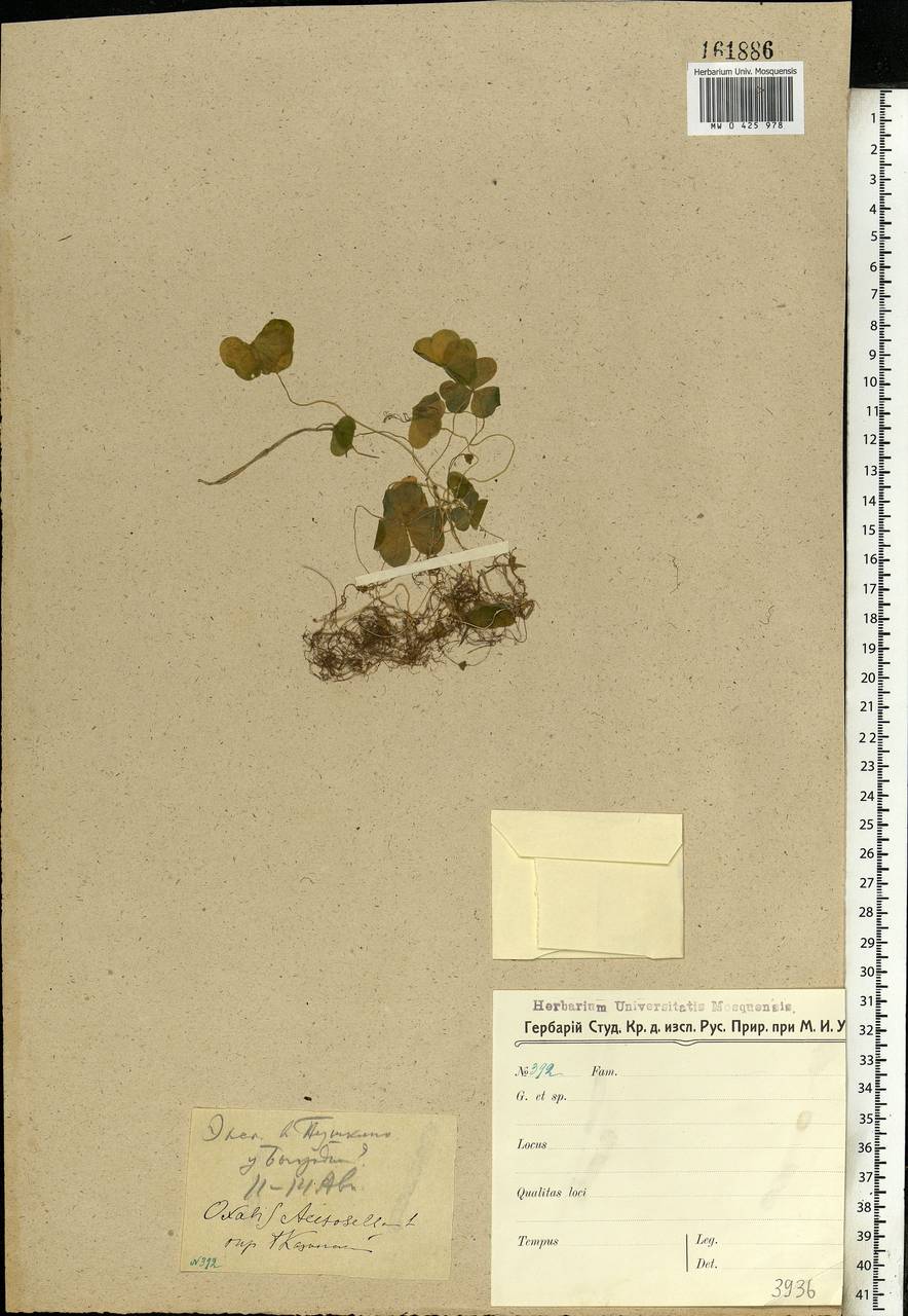Oxalis acetosella L., Eastern Europe, Moscow region (E4a) (Russia)