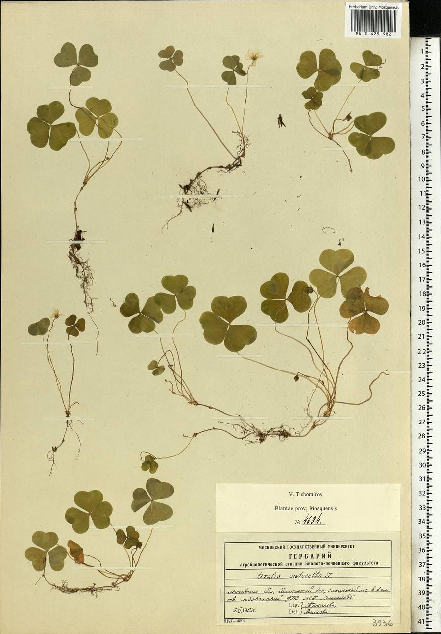 Oxalis acetosella L., Eastern Europe, Moscow region (E4a) (Russia)