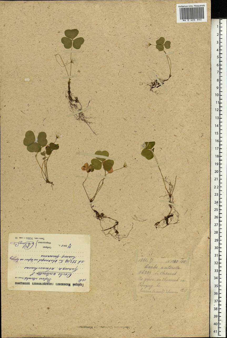 Oxalis acetosella L., Eastern Europe, Moscow region (E4a) (Russia)