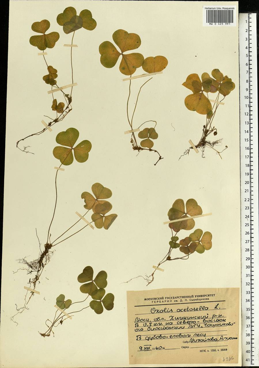 Oxalis acetosella L., Eastern Europe, Moscow region (E4a) (Russia)