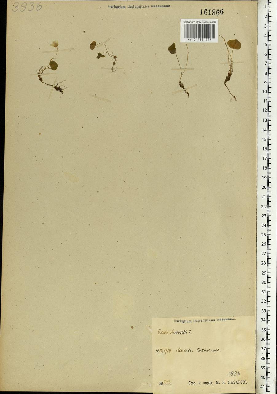 Oxalis acetosella L., Eastern Europe, Moscow region (E4a) (Russia)
