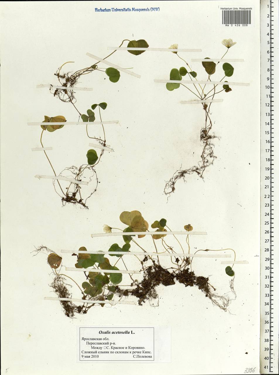 Oxalis acetosella L., Eastern Europe, Central forest region (E5) (Russia)