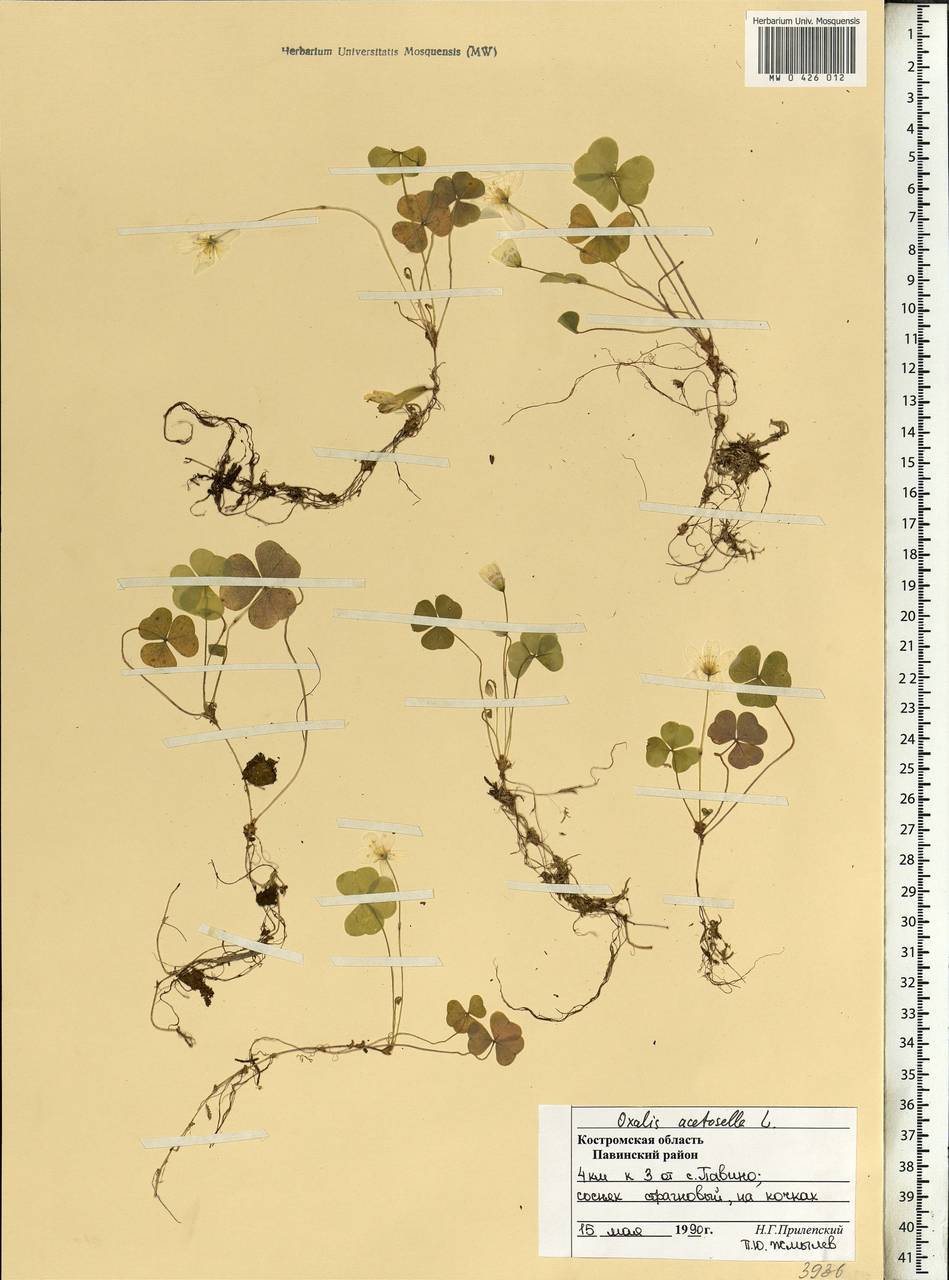 Oxalis acetosella L., Eastern Europe, Central forest region (E5) (Russia)