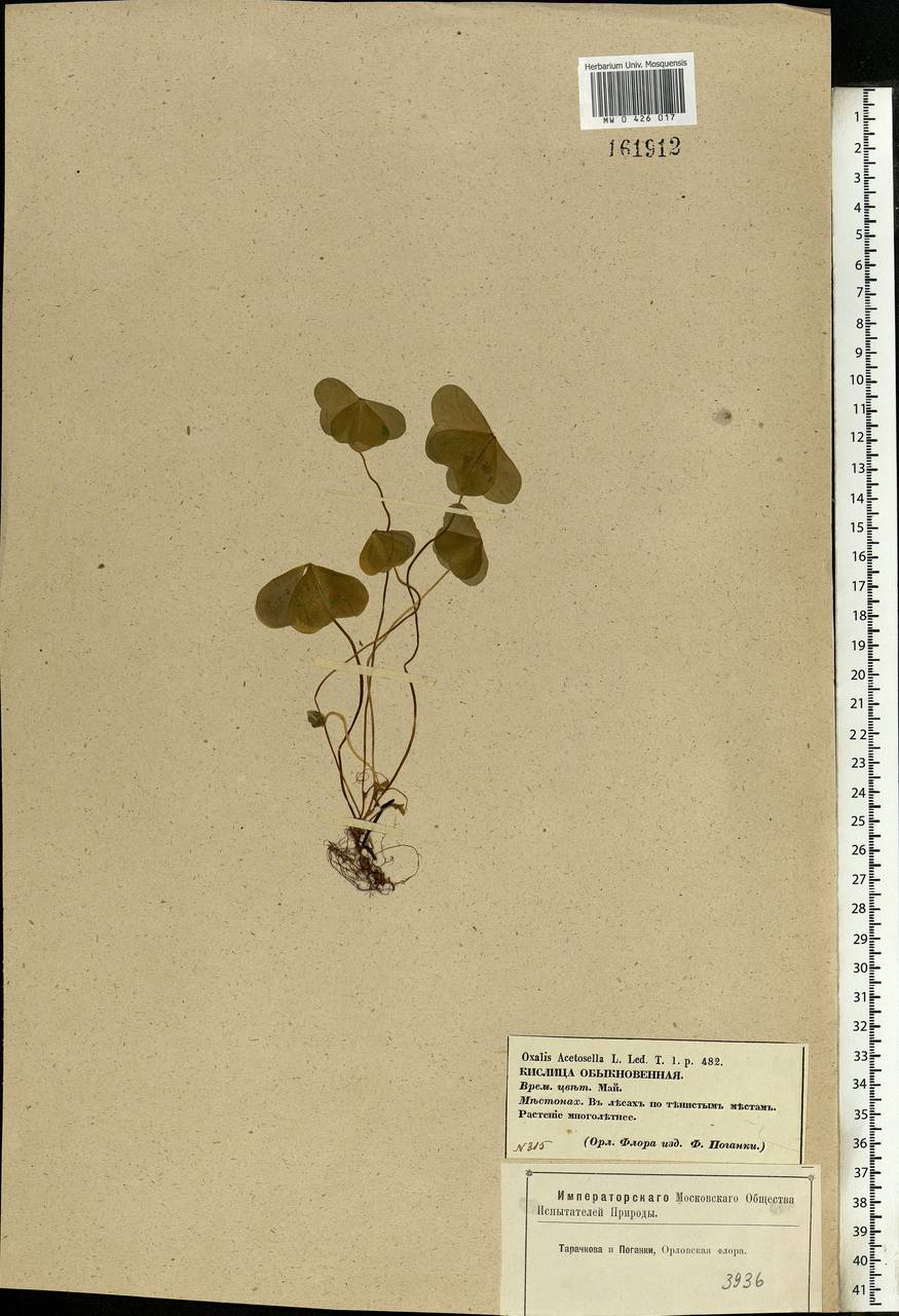 Oxalis acetosella L., Eastern Europe, Central forest-and-steppe region (E6) (Russia)