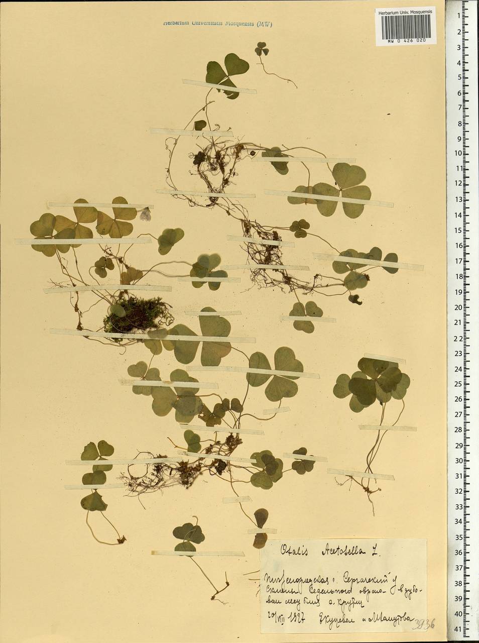 Oxalis acetosella L., Eastern Europe, Volga-Kama region (E7) (Russia)