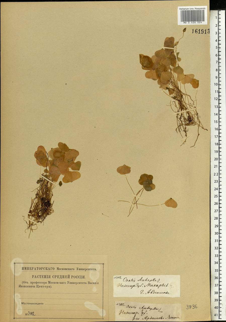 Oxalis acetosella L., Eastern Europe, Volga-Kama region (E7) (Russia)