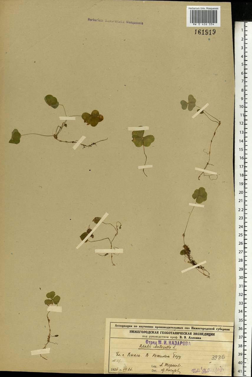 Oxalis acetosella L., Eastern Europe, Volga-Kama region (E7) (Russia)