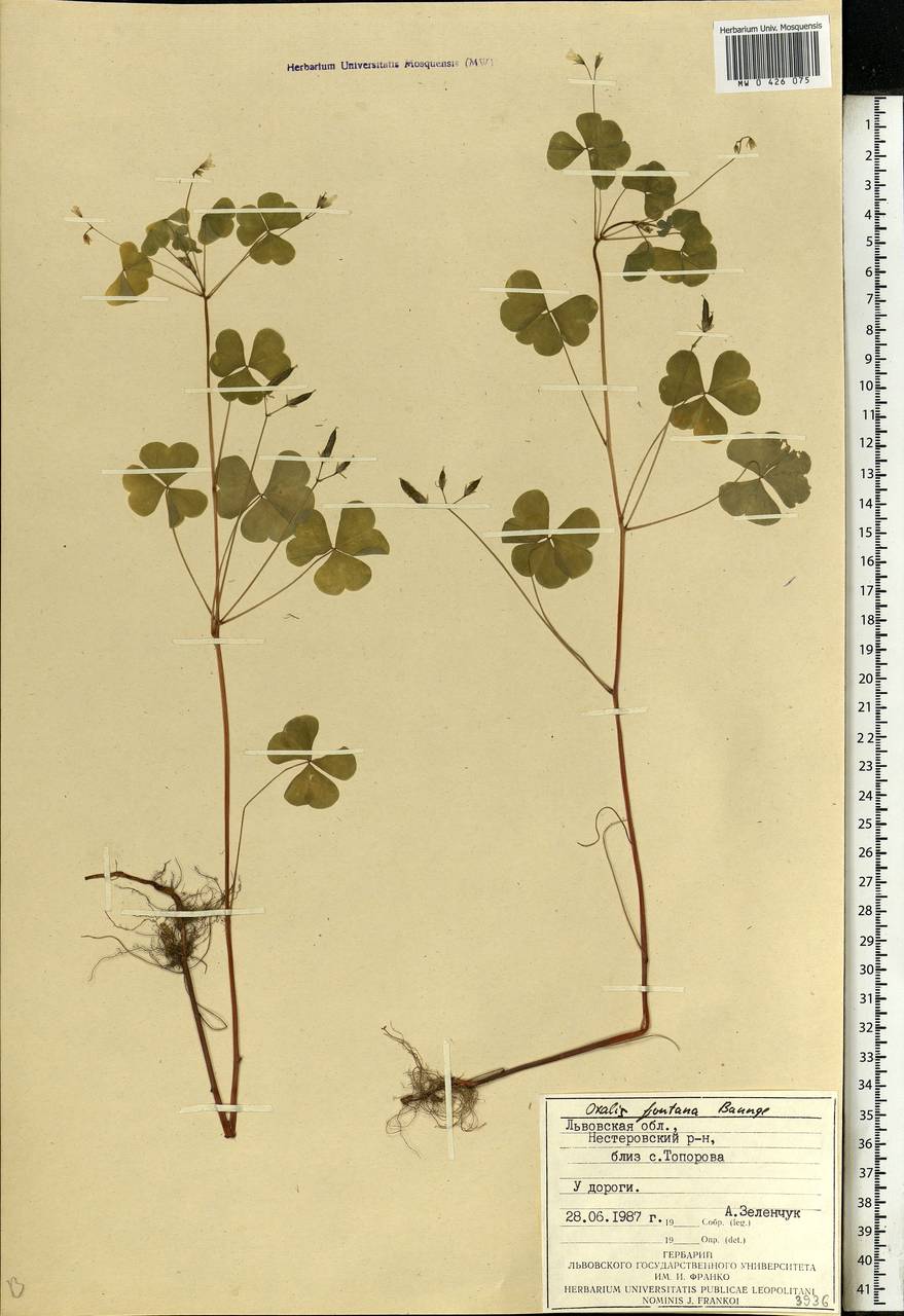 Oxalis stricta L., Eastern Europe, West Ukrainian region (E13) (Ukraine)