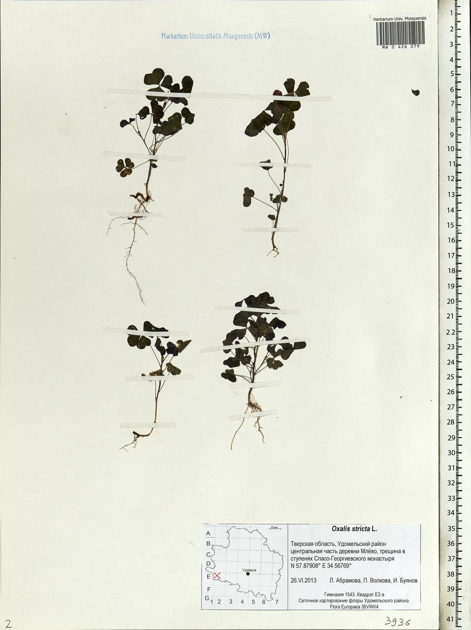 Oxalis stricta L., Eastern Europe, North-Western region (E2) (Russia)