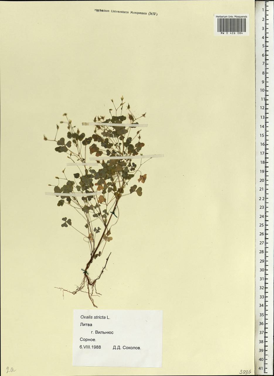 Oxalis stricta L., Eastern Europe, Lithuania (E2a) (Lithuania)
