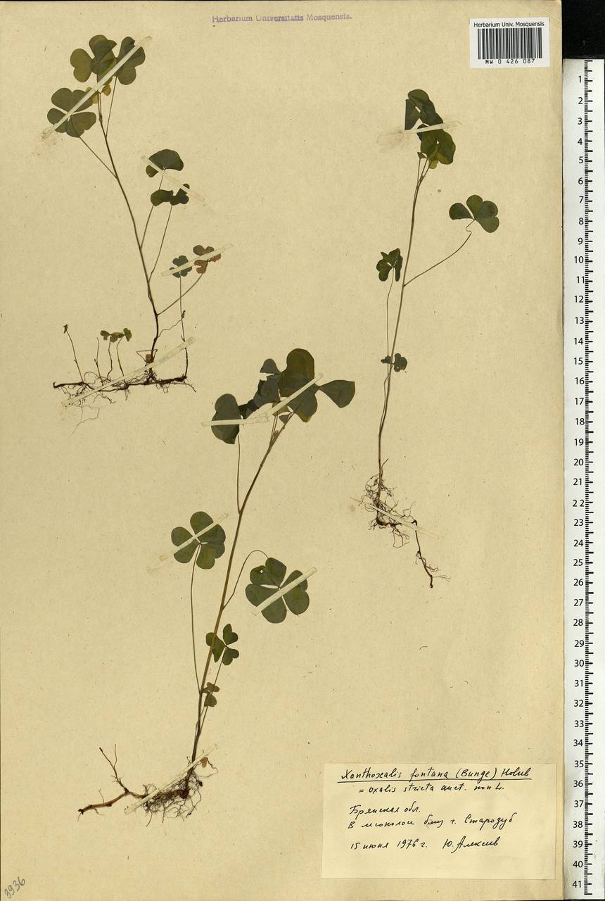 Oxalis stricta L., Eastern Europe, Western region (E3) (Russia)