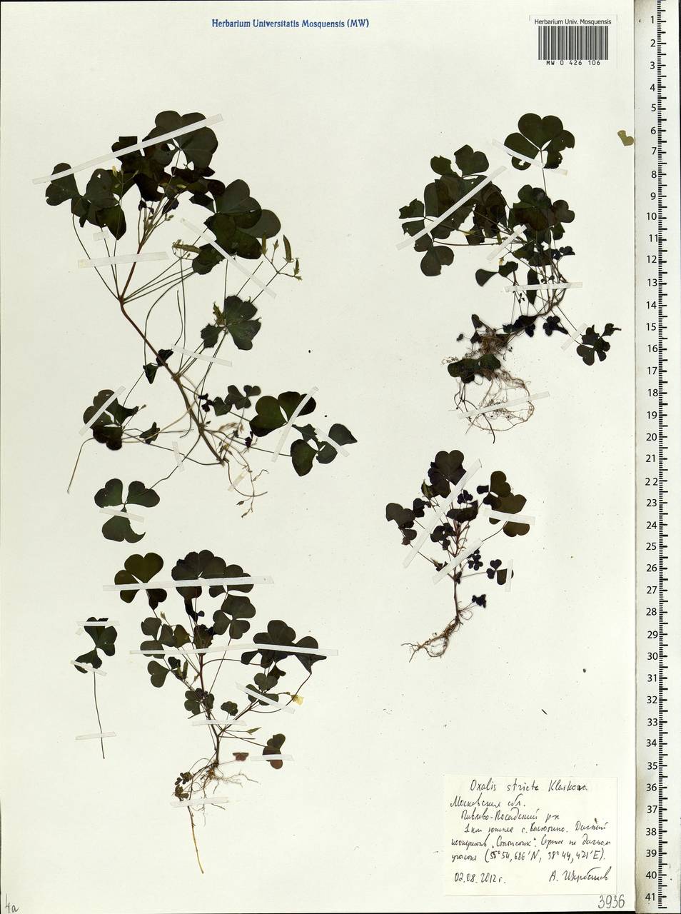 Oxalis stricta L., Eastern Europe, Moscow region (E4a) (Russia)