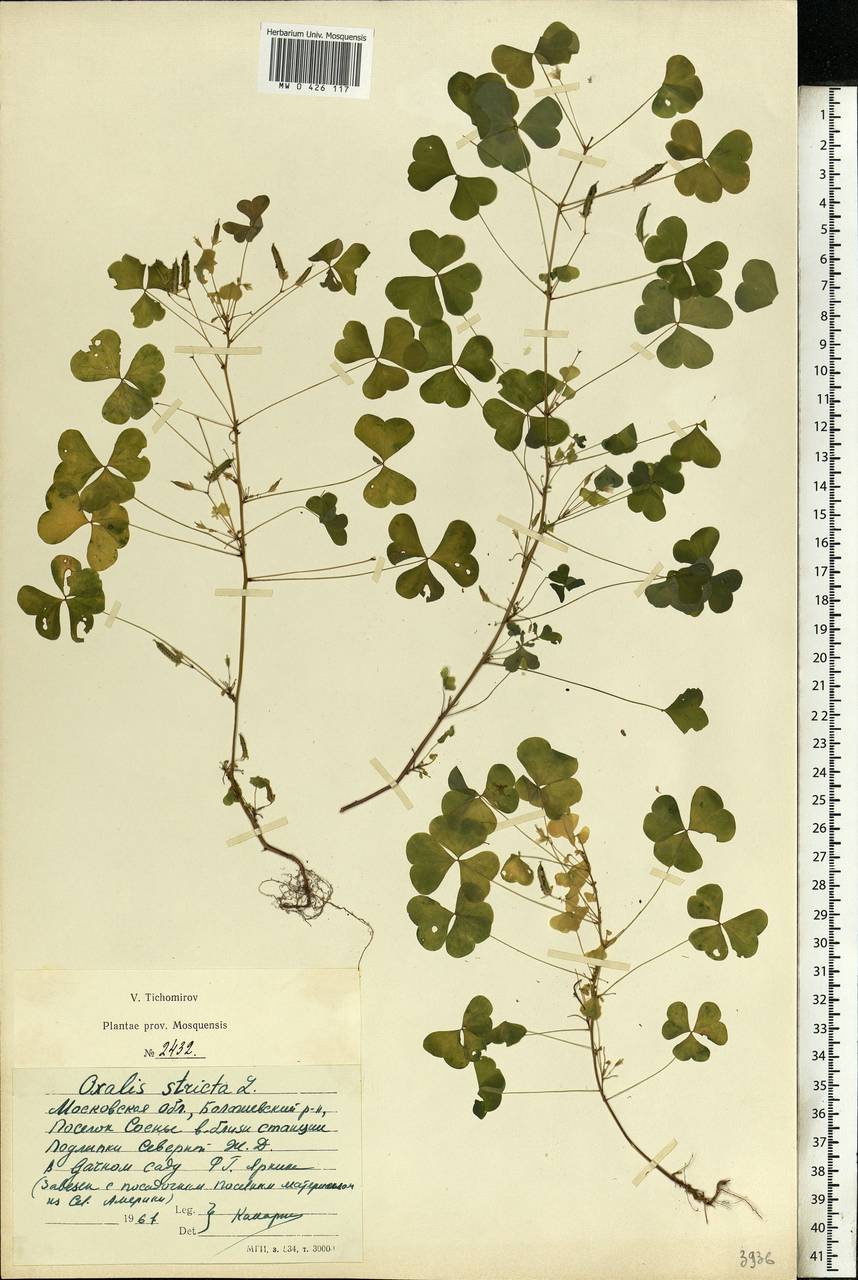 Oxalis stricta L., Eastern Europe, Moscow region (E4a) (Russia)