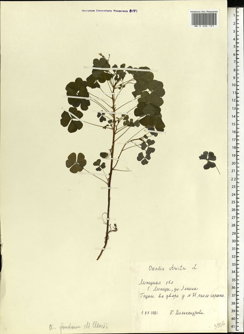 Oxalis stricta L., Eastern Europe, Central forest-and-steppe region (E6) (Russia)