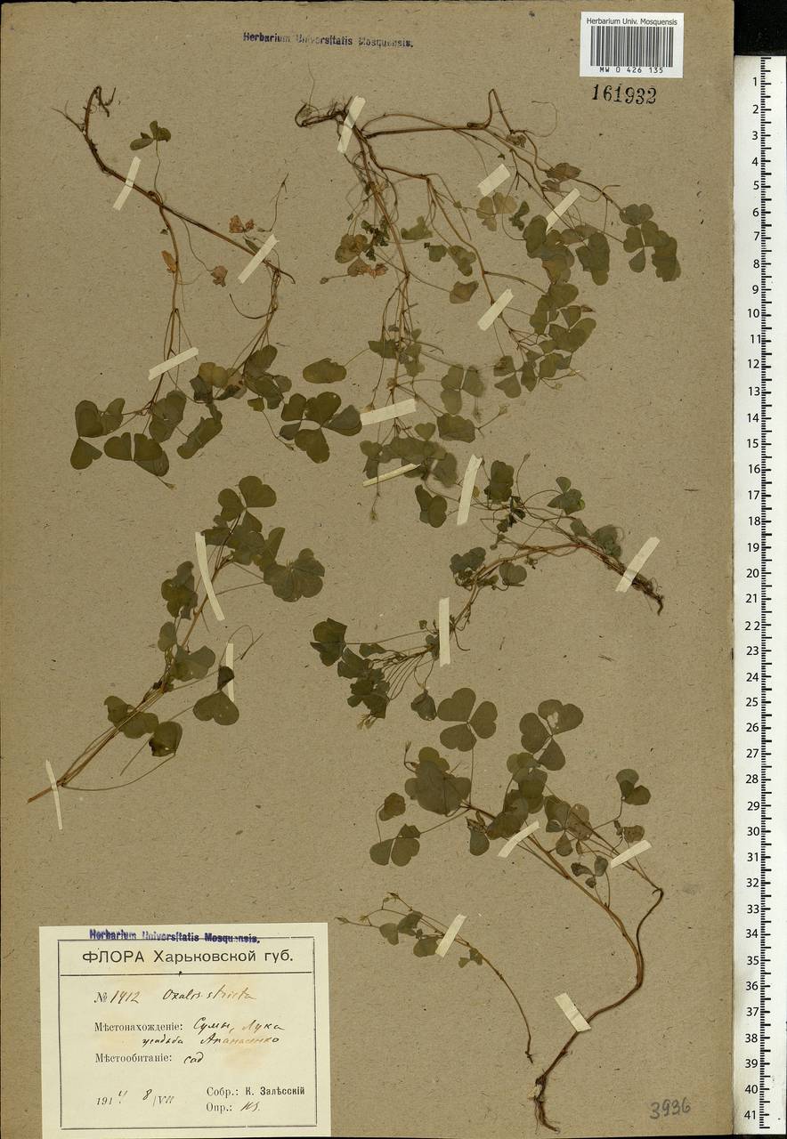 Oxalis stricta L., Eastern Europe, North Ukrainian region (E11) (Ukraine)