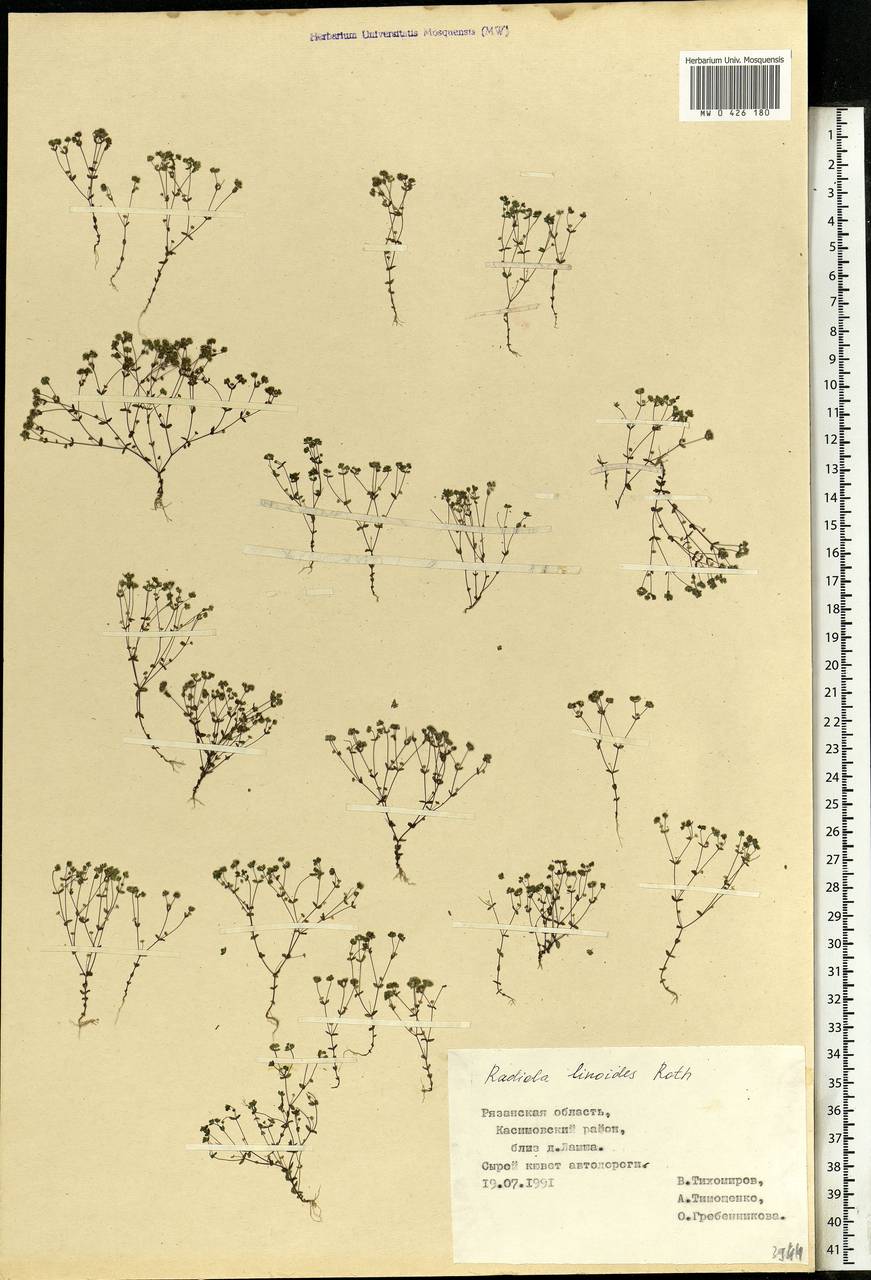 Radiola linoides Roth, Eastern Europe, Central region (E4) (Russia)