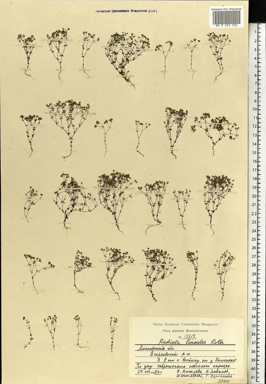 Radiola linoides Roth, Eastern Europe, Moscow region (E4a) (Russia)