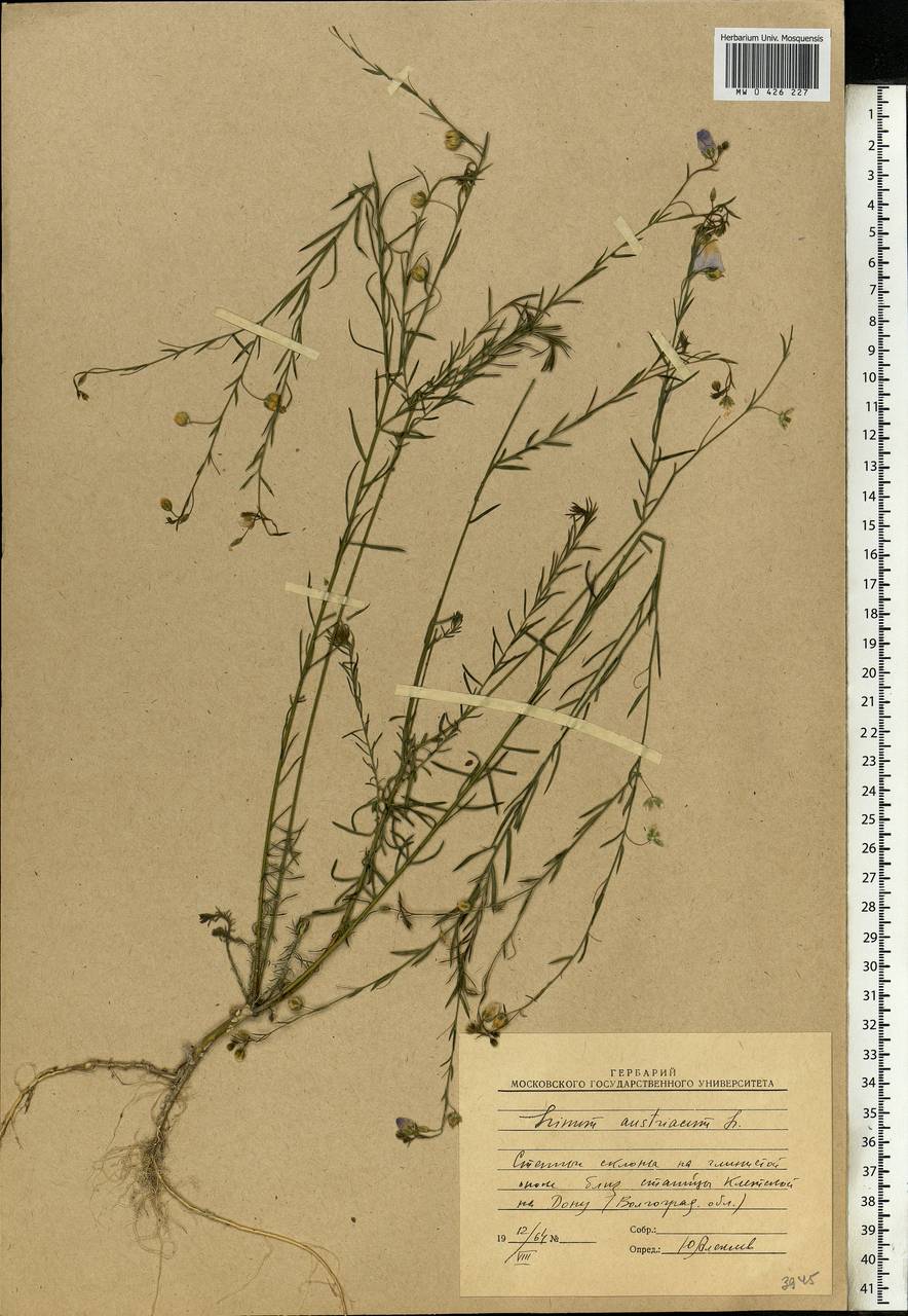 Linum austriacum, Eastern Europe, Lower Volga region (E9) (Russia)