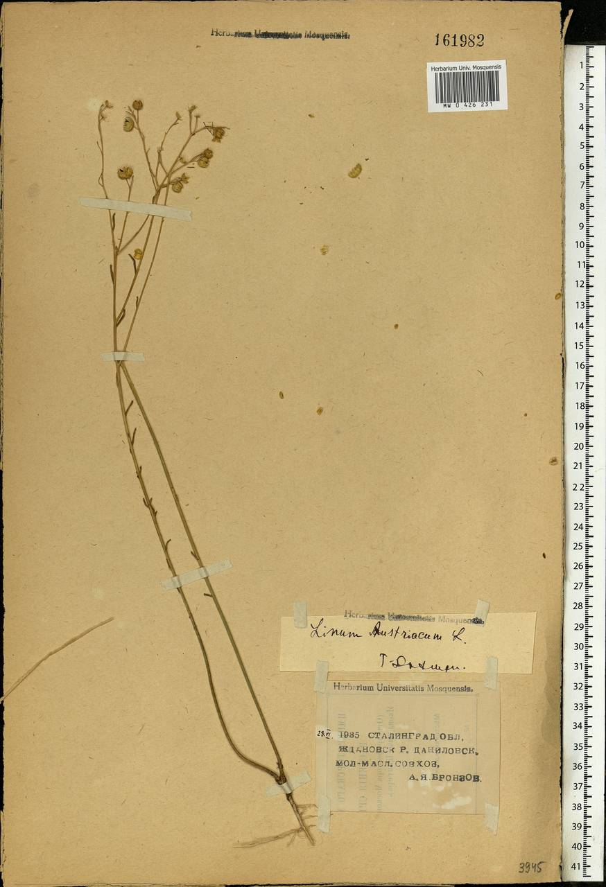 Linum austriacum, Eastern Europe, Lower Volga region (E9) (Russia)