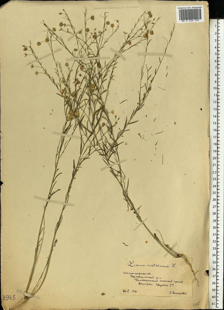 Linum austriacum L., Eastern Europe, Lower Volga region (E9) (Russia)
