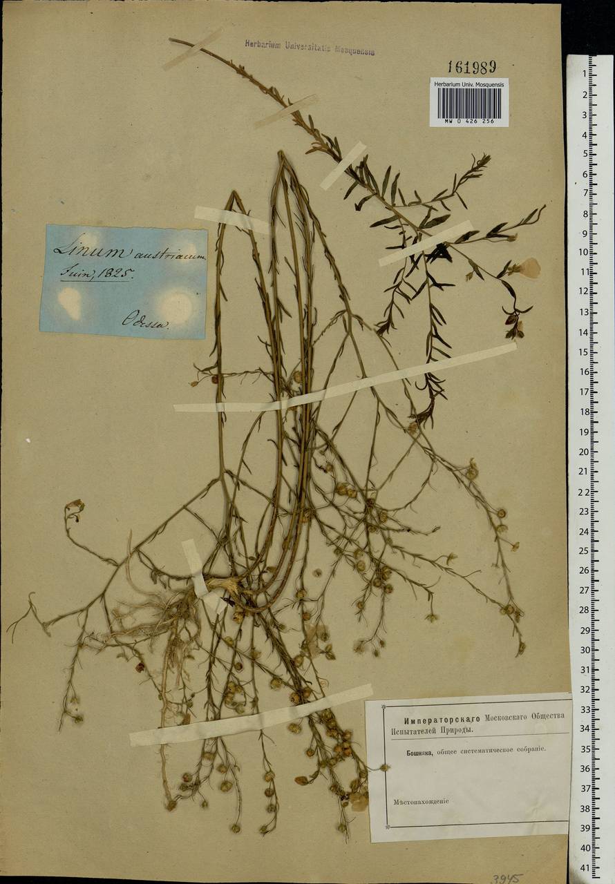 Linum austriacum L., Eastern Europe, South Ukrainian region (E12) (Ukraine)