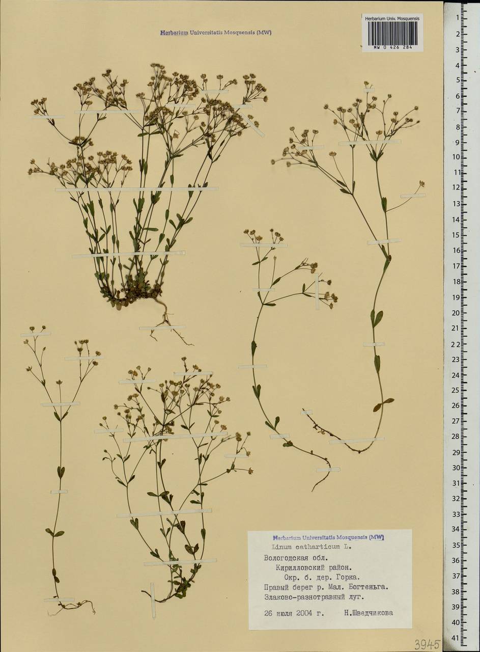 Linum catharticum L., Eastern Europe, Northern region (E1) (Russia)