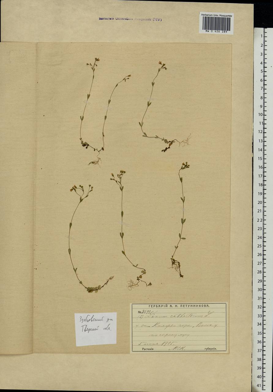 Linum catharticum L., Eastern Europe, North-Western region (E2) (Russia)