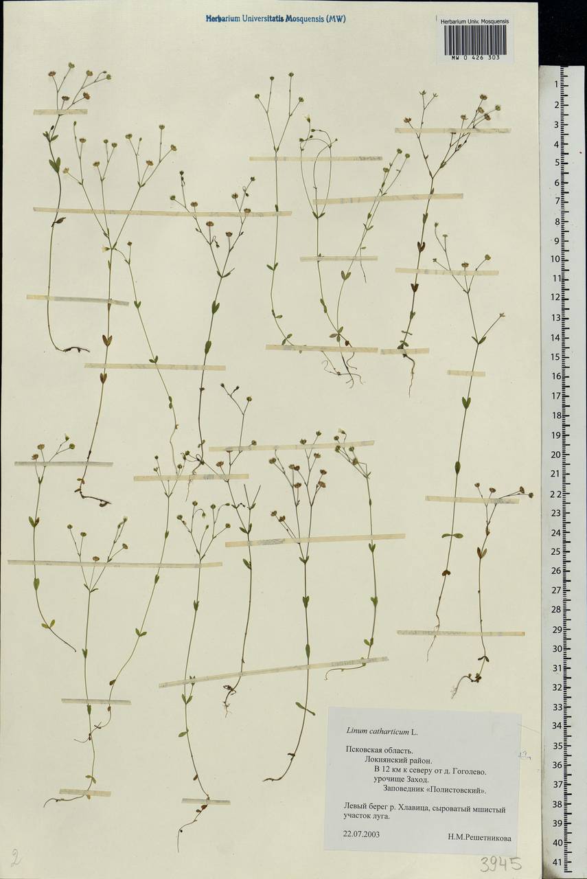 Linum catharticum L., Eastern Europe, North-Western region (E2) (Russia)