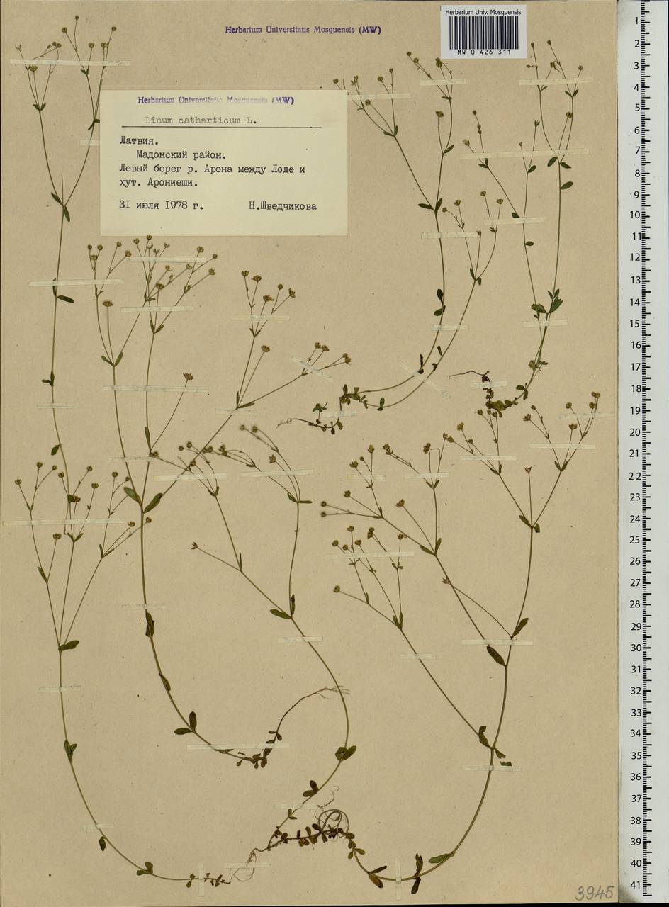 Linum catharticum L., Eastern Europe, Latvia (E2b) (Latvia)