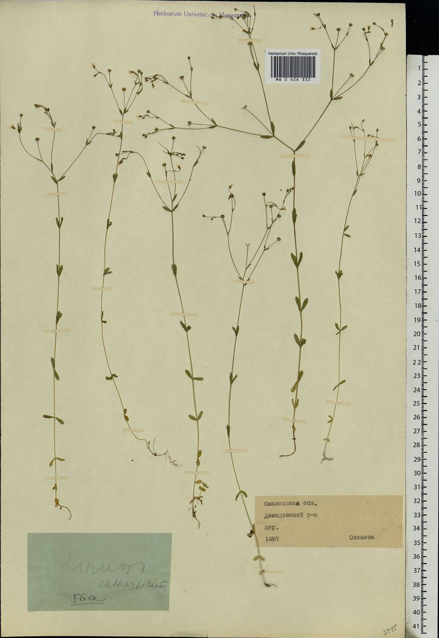 Linum catharticum L., Eastern Europe, Western region (E3) (Russia)