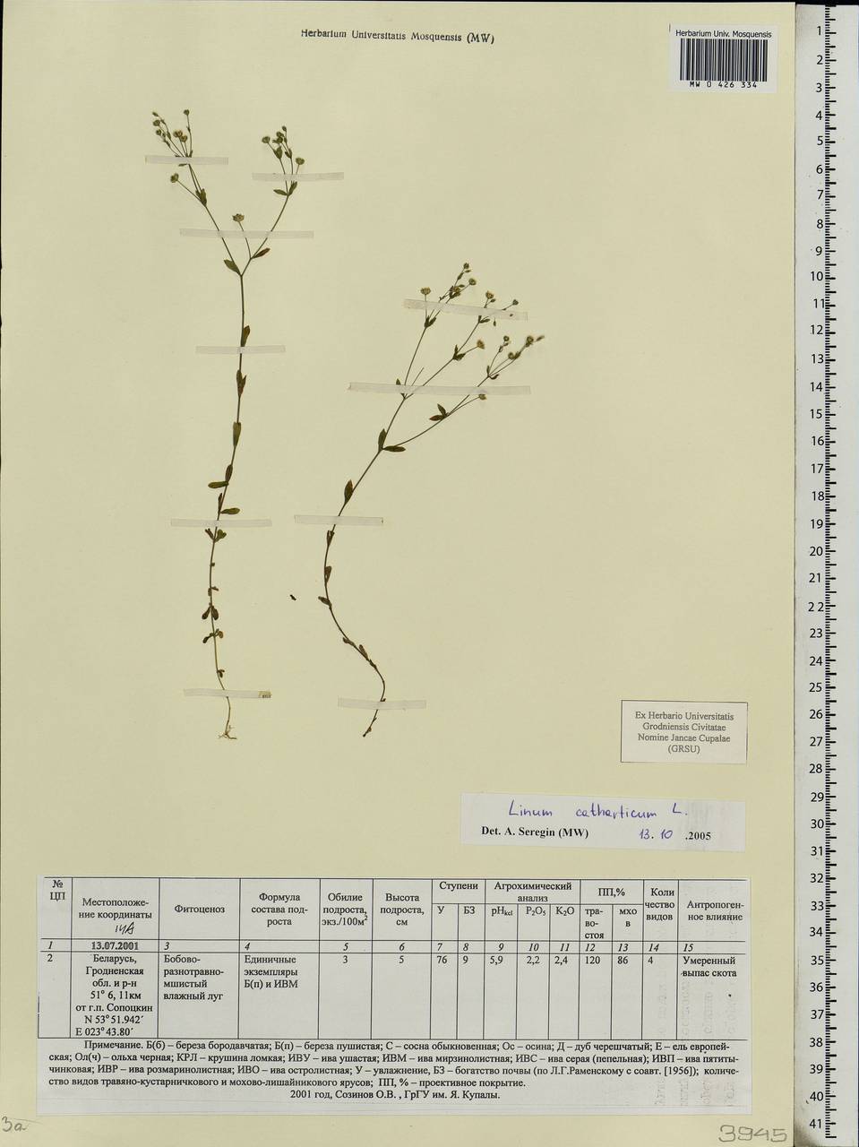 Linum catharticum L., Eastern Europe, Belarus (E3a) (Belarus)