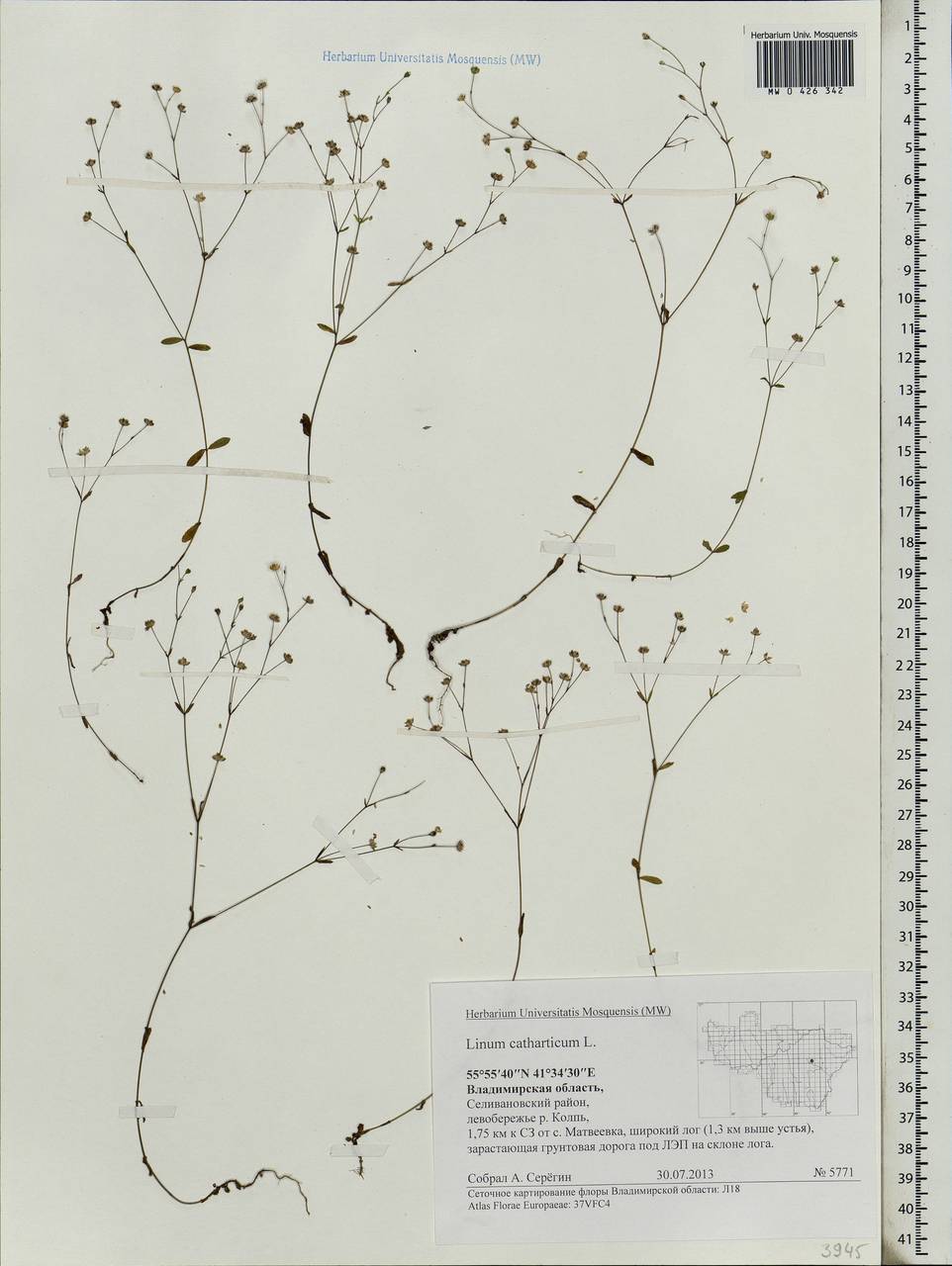 Linum catharticum L., Eastern Europe, Central region (E4) (Russia)