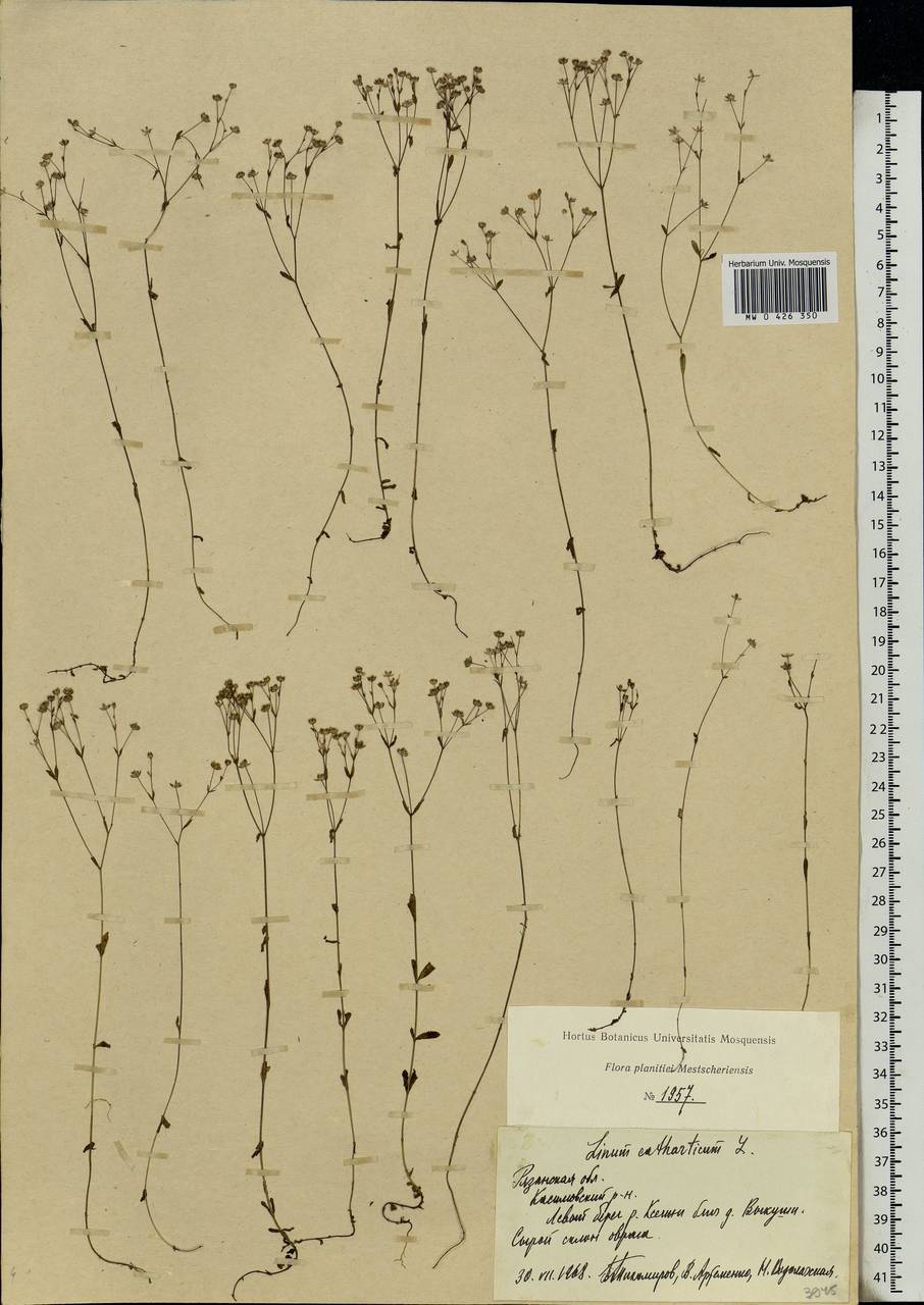 Linum catharticum L., Eastern Europe, Central region (E4) (Russia)