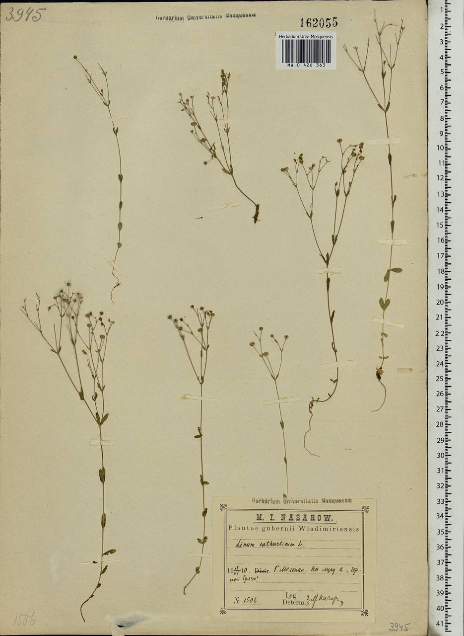 Linum catharticum L., Eastern Europe, Central region (E4) (Russia)