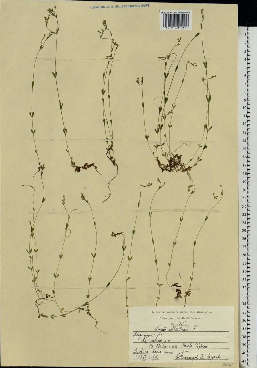 Linum catharticum L., Eastern Europe, Central region (E4) (Russia)