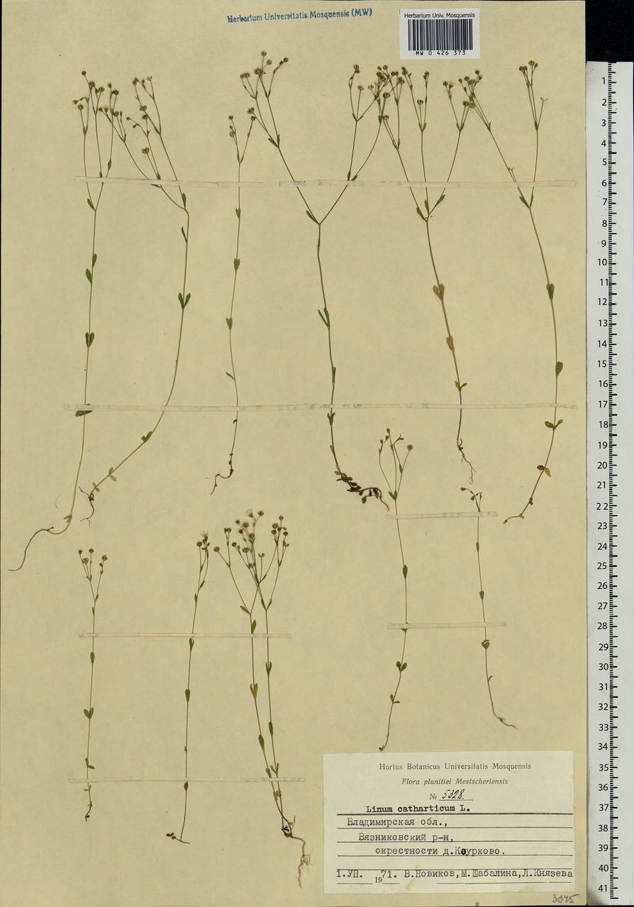 Linum catharticum L., Eastern Europe, Central region (E4) (Russia)