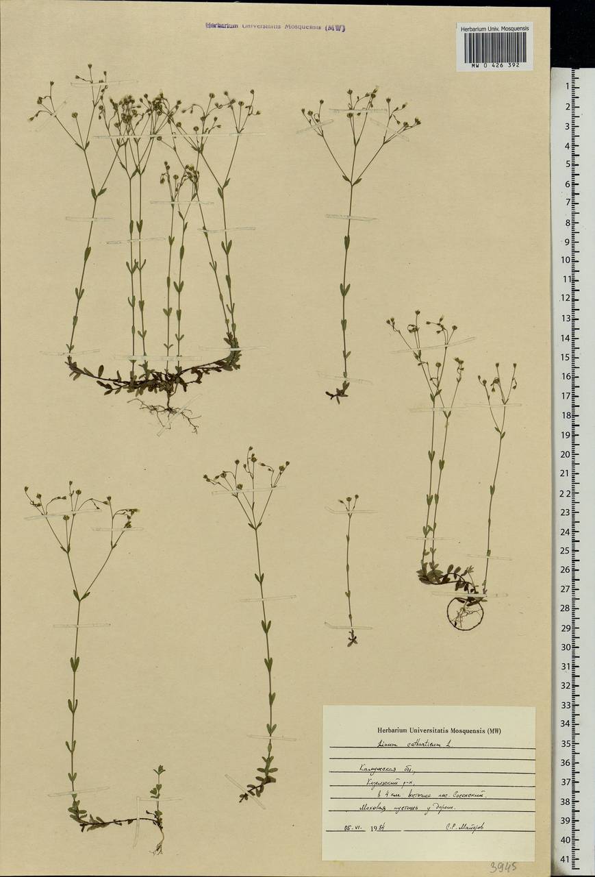 Linum catharticum L., Eastern Europe, Central region (E4) (Russia)