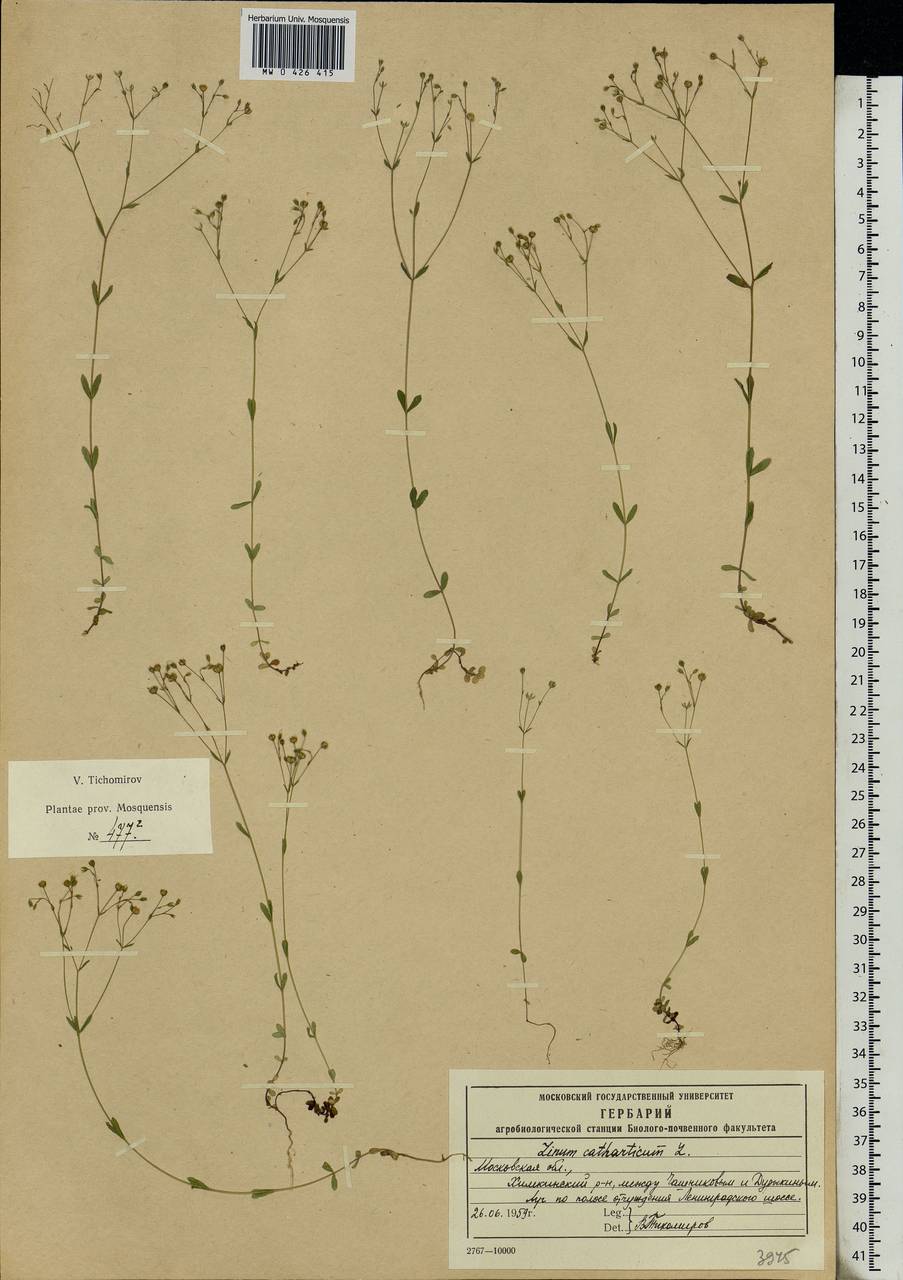 Linum catharticum L., Eastern Europe, Moscow region (E4a) (Russia)