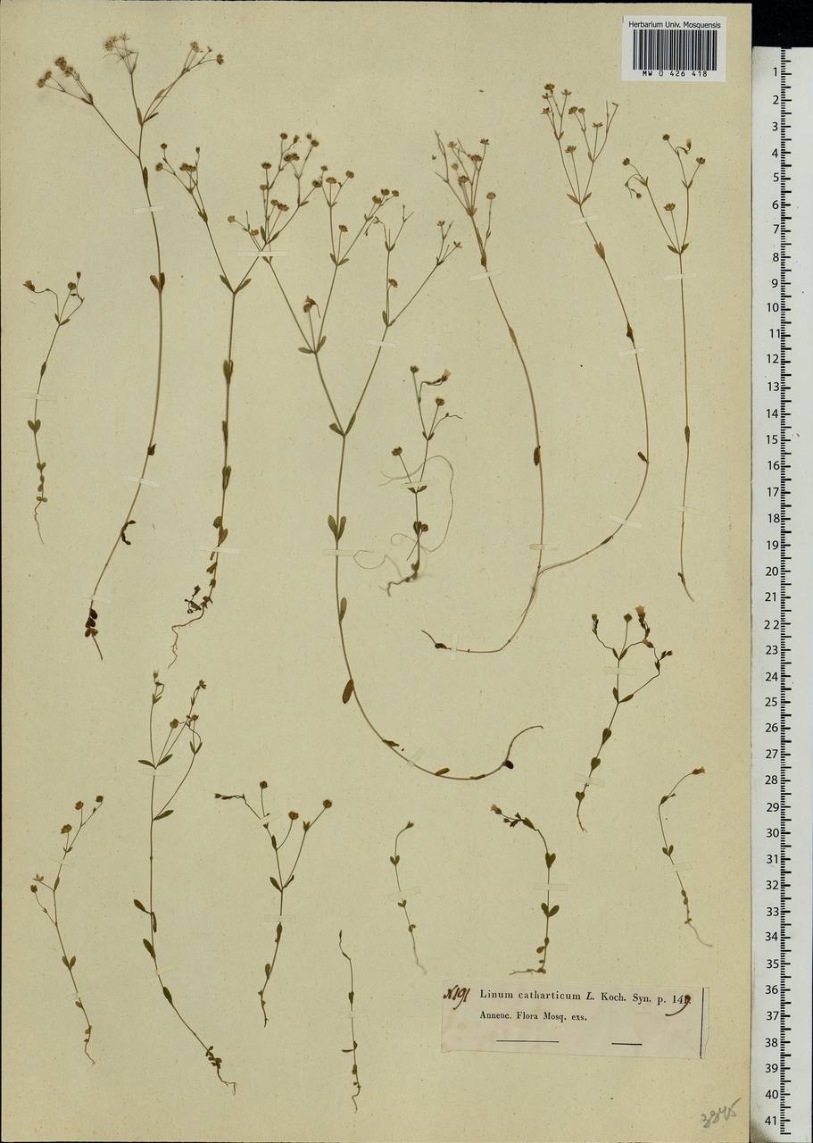 Linum catharticum L., Eastern Europe, Moscow region (E4a) (Russia)