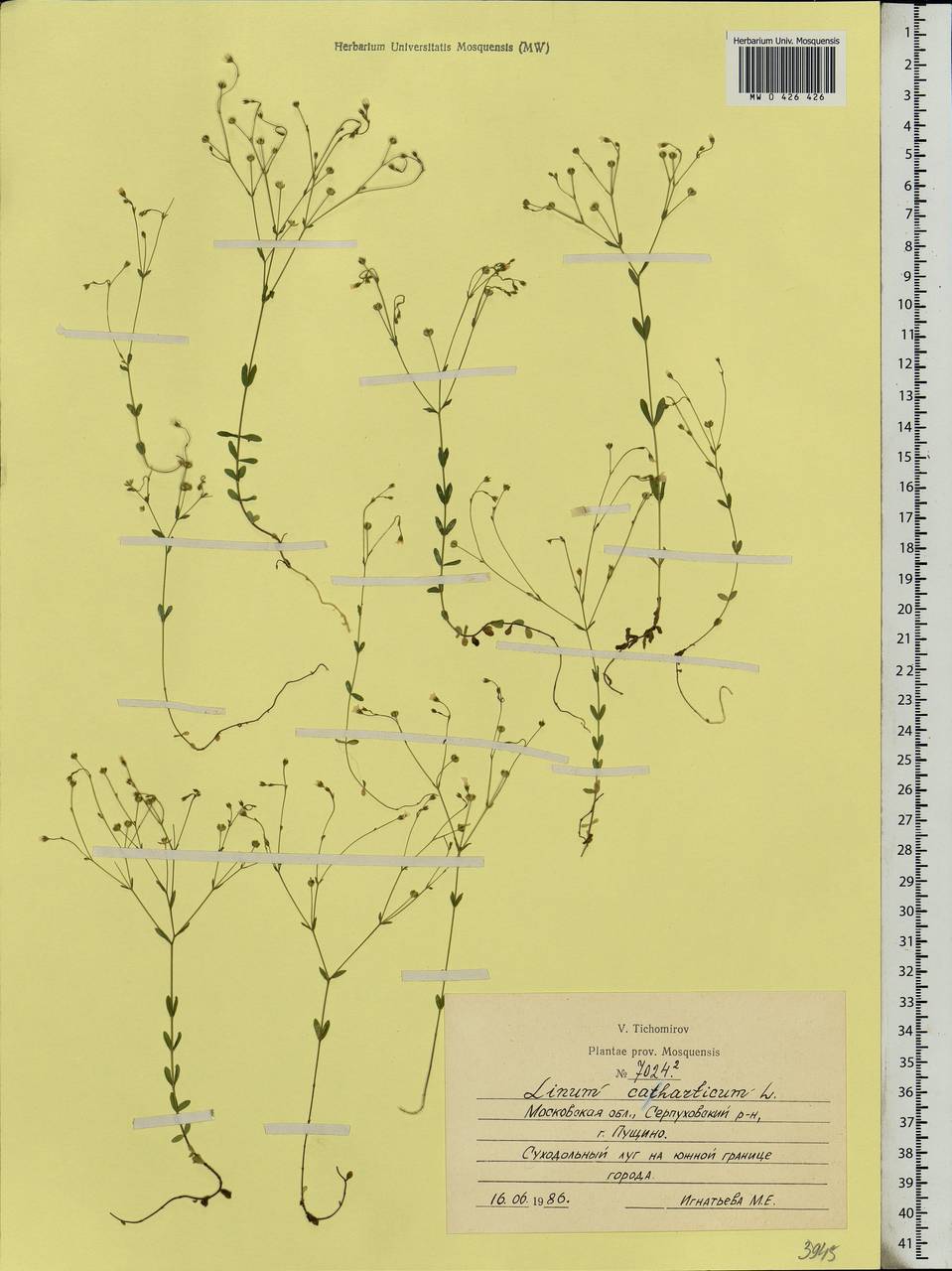 Linum catharticum L., Eastern Europe, Moscow region (E4a) (Russia)