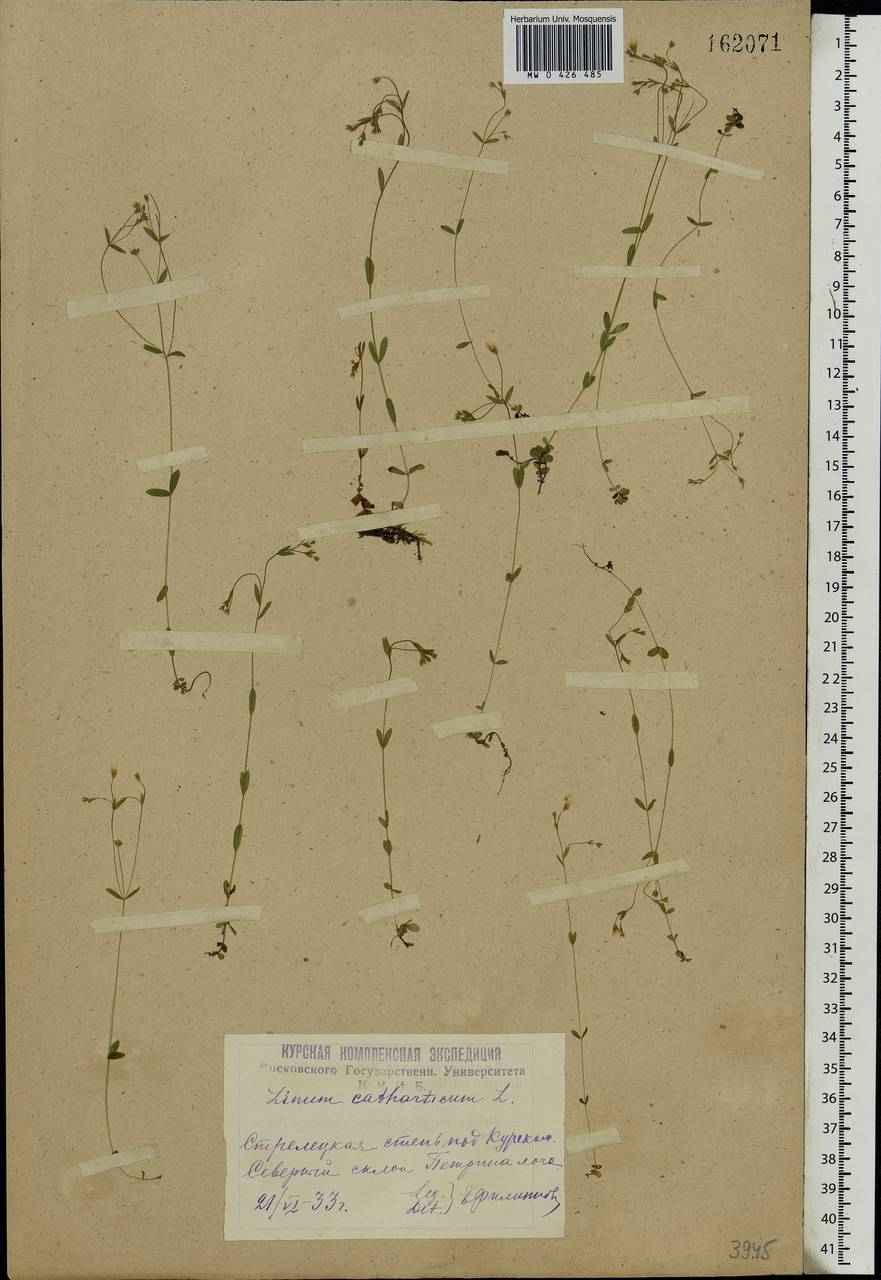 Linum catharticum L., Eastern Europe, Central forest-and-steppe region (E6) (Russia)