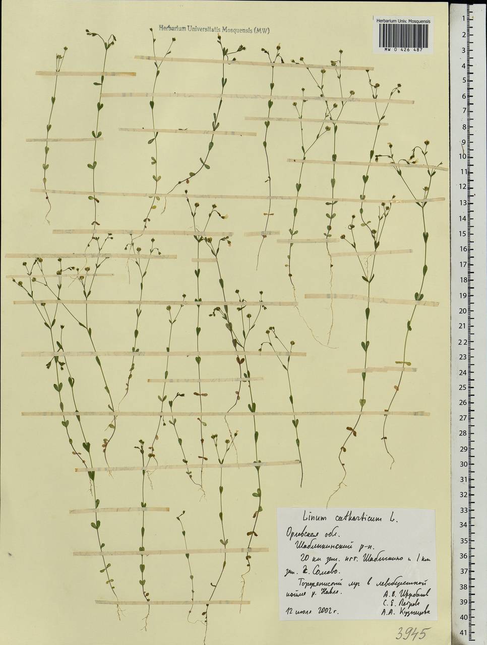 Linum catharticum L., Eastern Europe, Central forest-and-steppe region (E6) (Russia)