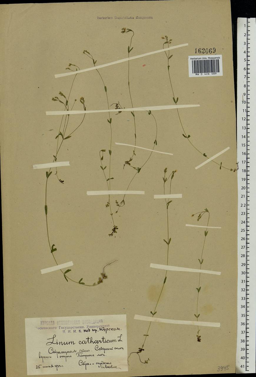 Linum catharticum L., Eastern Europe, Central forest-and-steppe region (E6) (Russia)