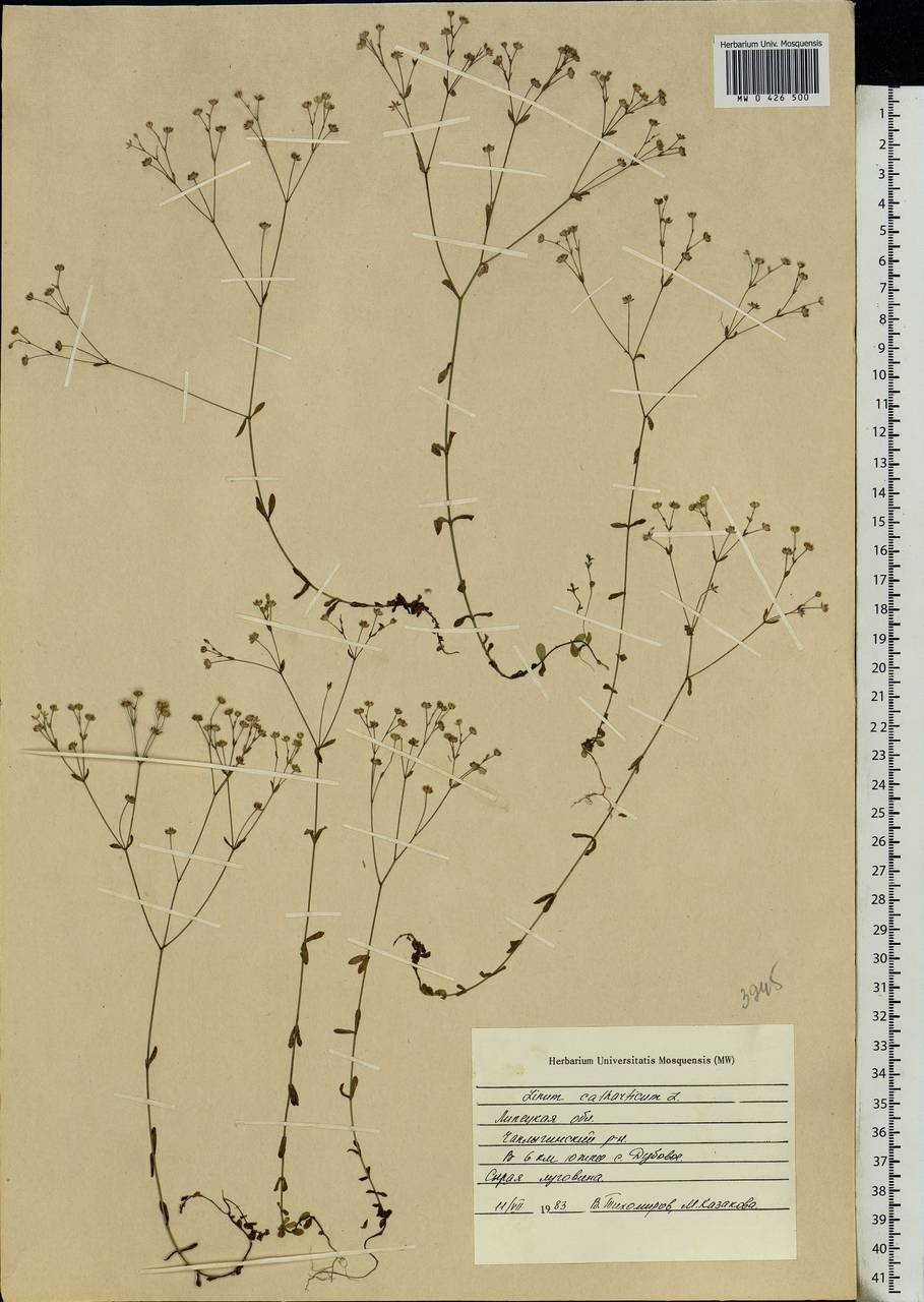 Linum catharticum L., Eastern Europe, Central forest-and-steppe region (E6) (Russia)